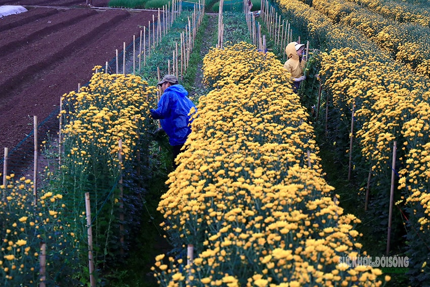 Rét 9°C, nông dân Hà Nội trùm áo mưa ra đồng chăm hoa Tết- Ảnh 11.