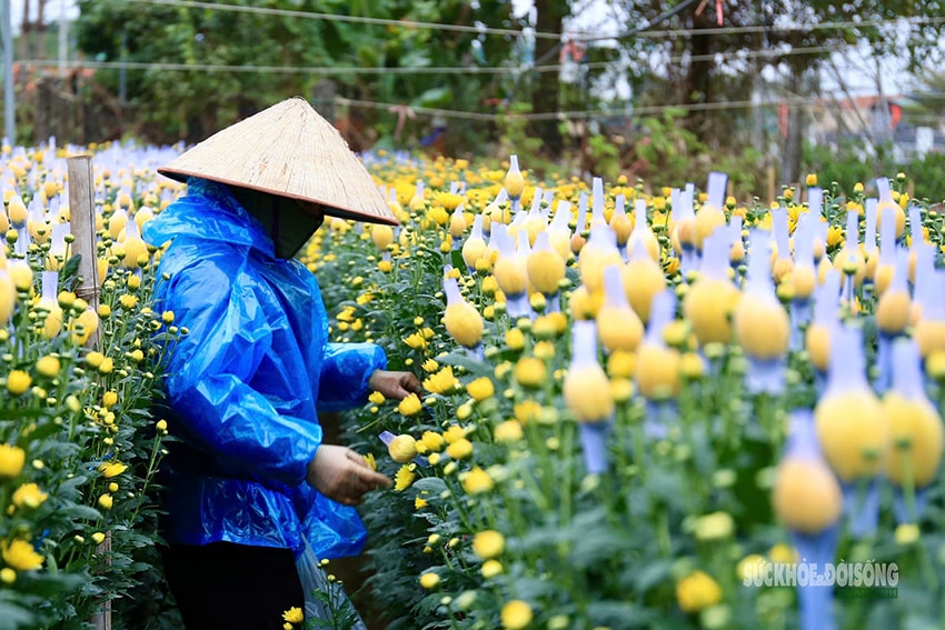 Rét 9°C, nông dân Hà Nội trùm áo mưa ra đồng chăm hoa Tết- Ảnh 4.