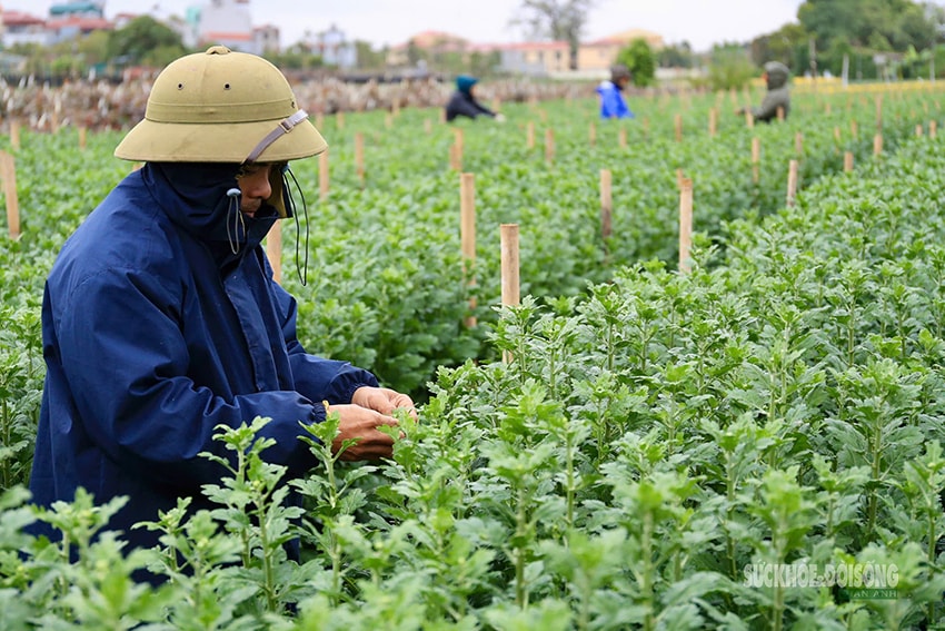 Rét 9°C, nông dân Hà Nội trùm áo mưa ra đồng chăm hoa Tết- Ảnh 9.