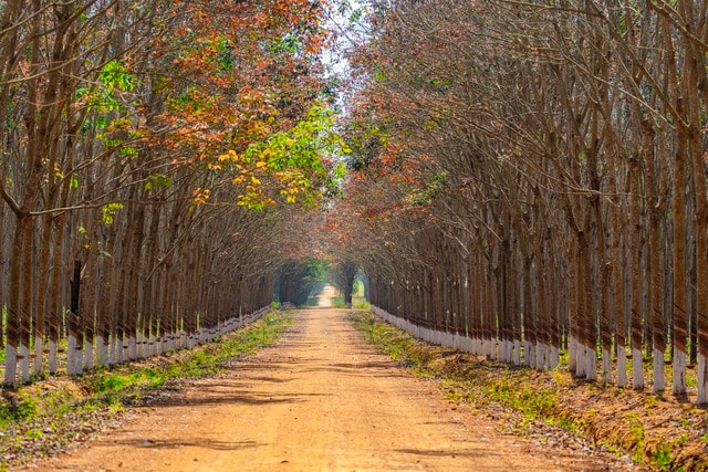 Đẹp hút hồn rừng cao su mùa thay lá ở Tây Nguyên- Ảnh 3.