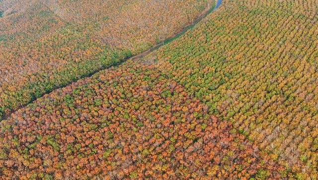 Đẹp hút hồn rừng cao su mùa thay lá ở Tây Nguyên- Ảnh 4.