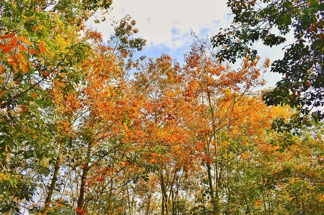 Đẹp hút hồn rừng cao su mùa thay lá ở Tây Nguyên- Ảnh 5.