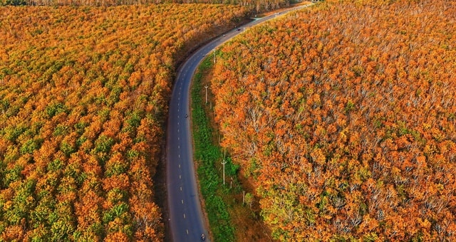 Đẹp hút hồn rừng cao su mùa thay lá ở Tây Nguyên- Ảnh 6.