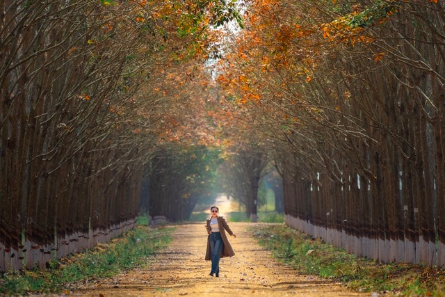 Đẹp hút hồn rừng cao su mùa thay lá ở Tây Nguyên- Ảnh 8.