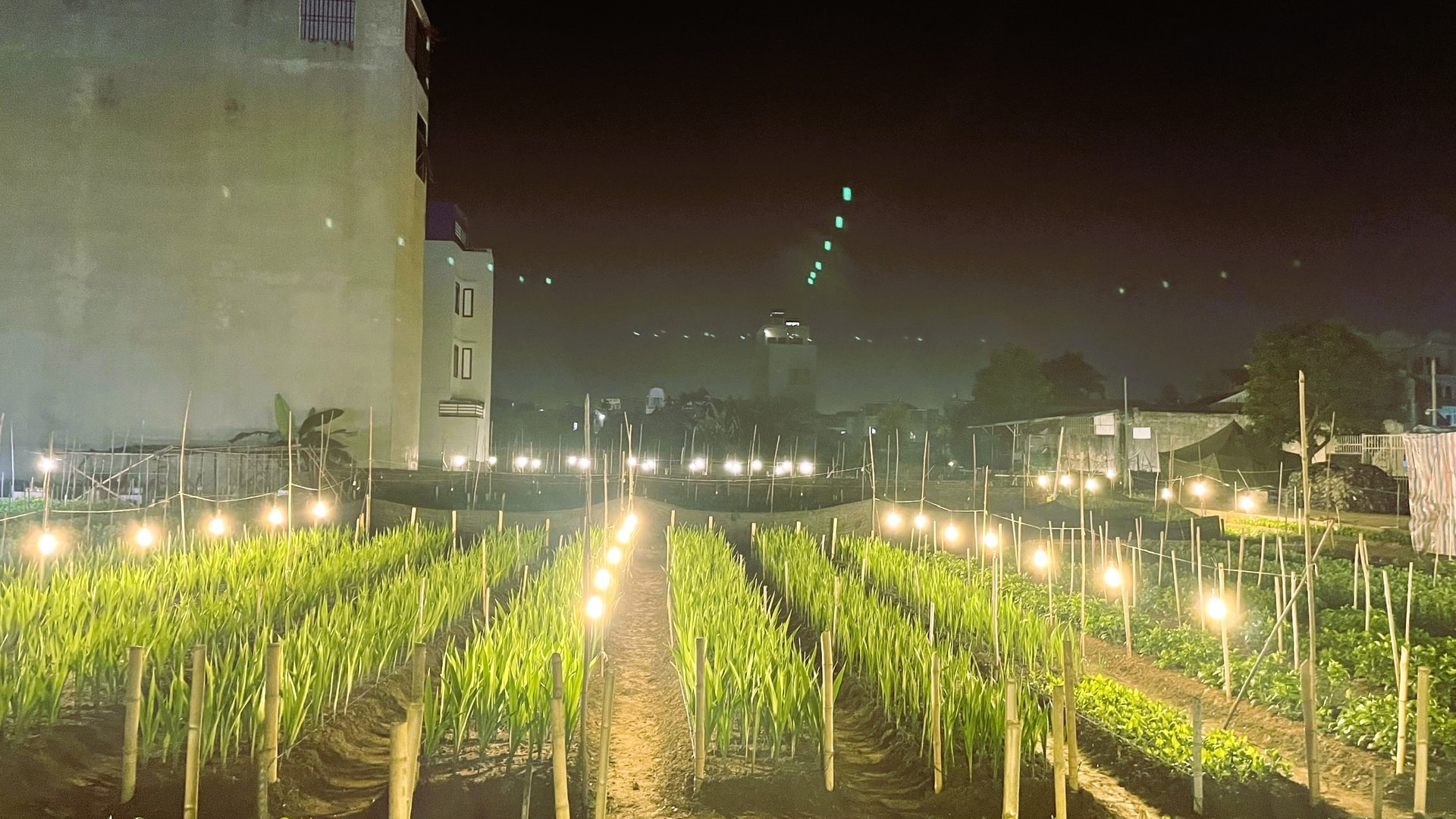 Người dân Hải Phòng khấp khởi được mùa vụ hoa Tết- Ảnh 1.