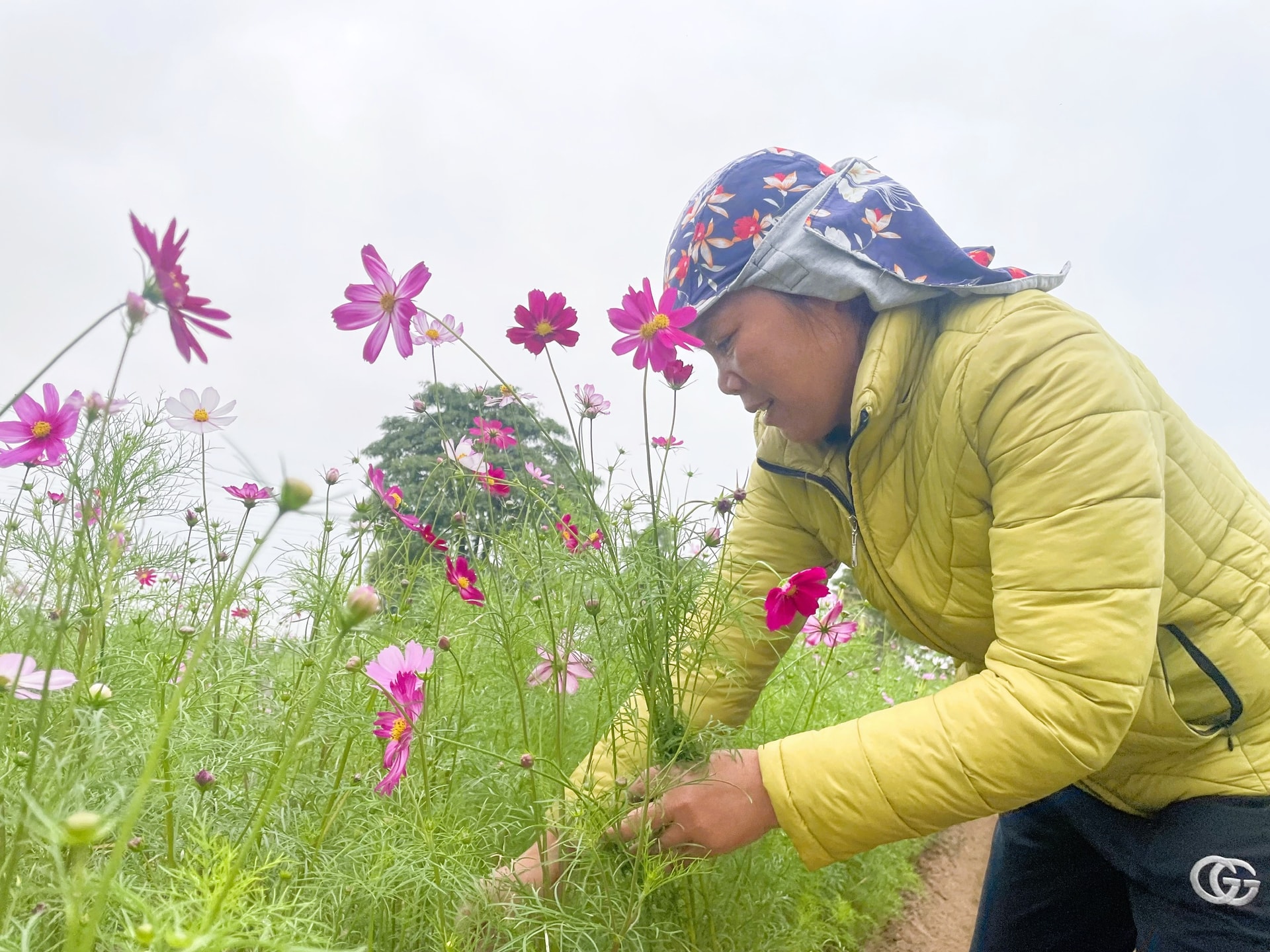 Người dân Hải Phòng khấp khởi được mùa vụ hoa Tết- Ảnh 3.