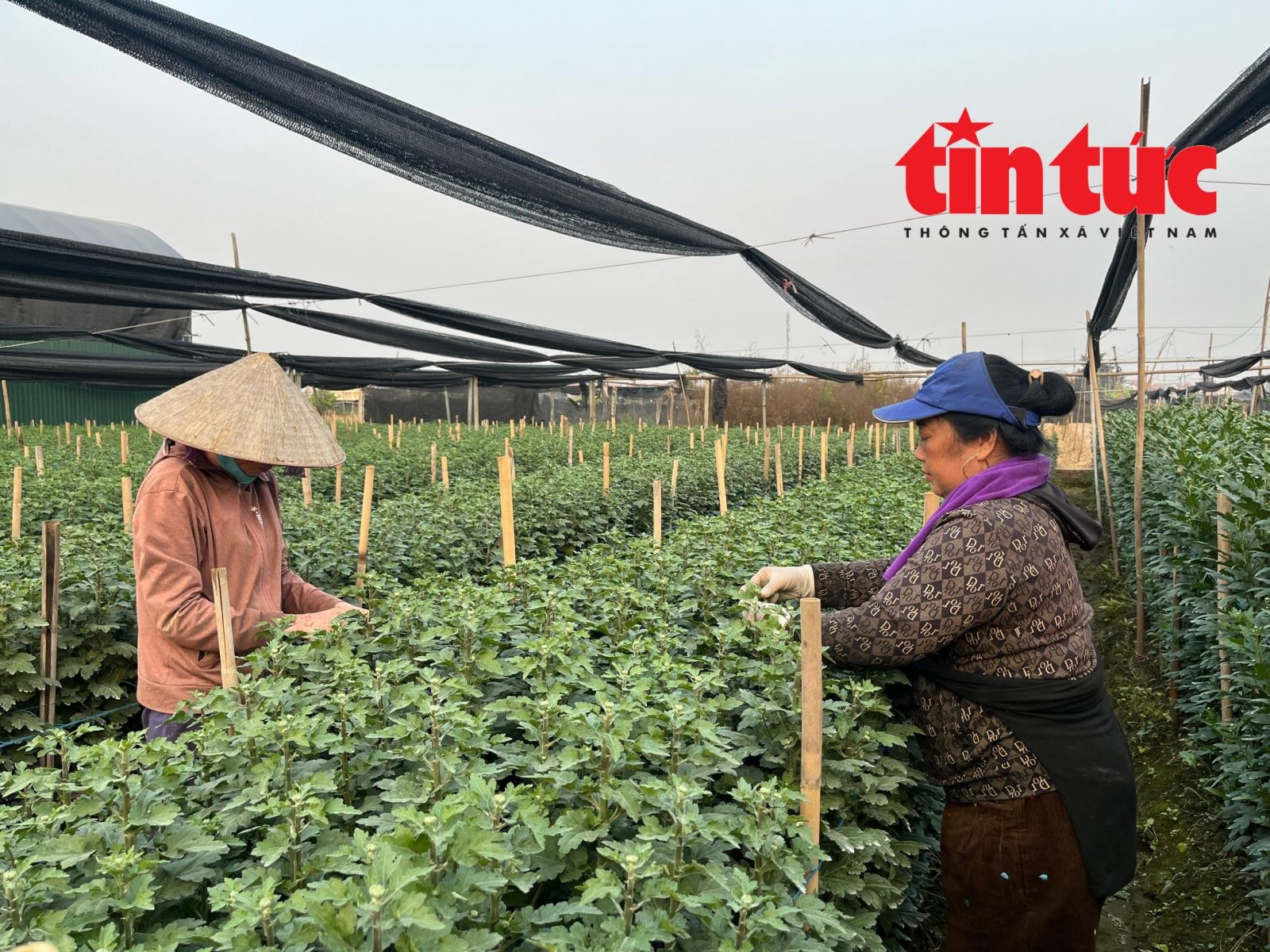 Giá hoa Tết Bính Ngọ có xu hướng tăng- Ảnh 2. Giá hoa Tết Bính Ngọ có xu hướng tăng- Ảnh 2.