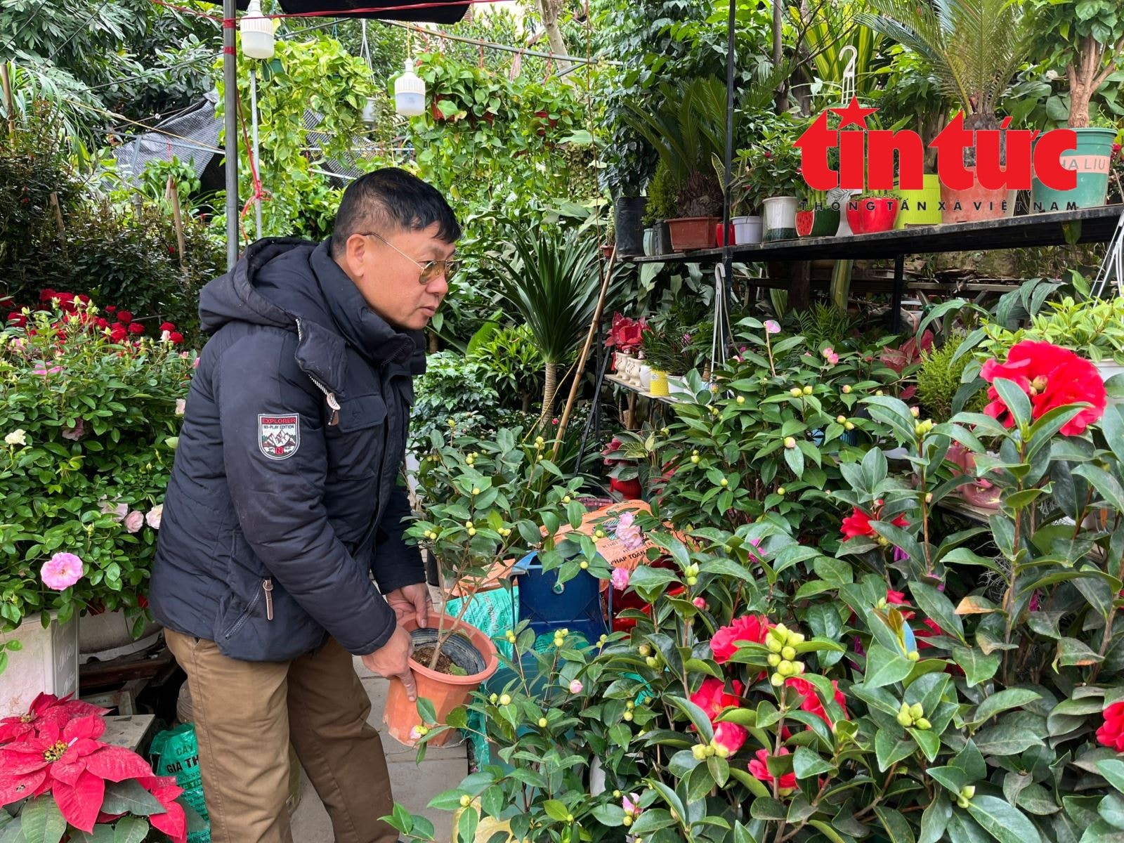 Giá hoa Tết Bính Ngọ có xu hướng tăng- Ảnh 4. Giá hoa Tết Bính Ngọ có xu hướng tăng- Ảnh 4.