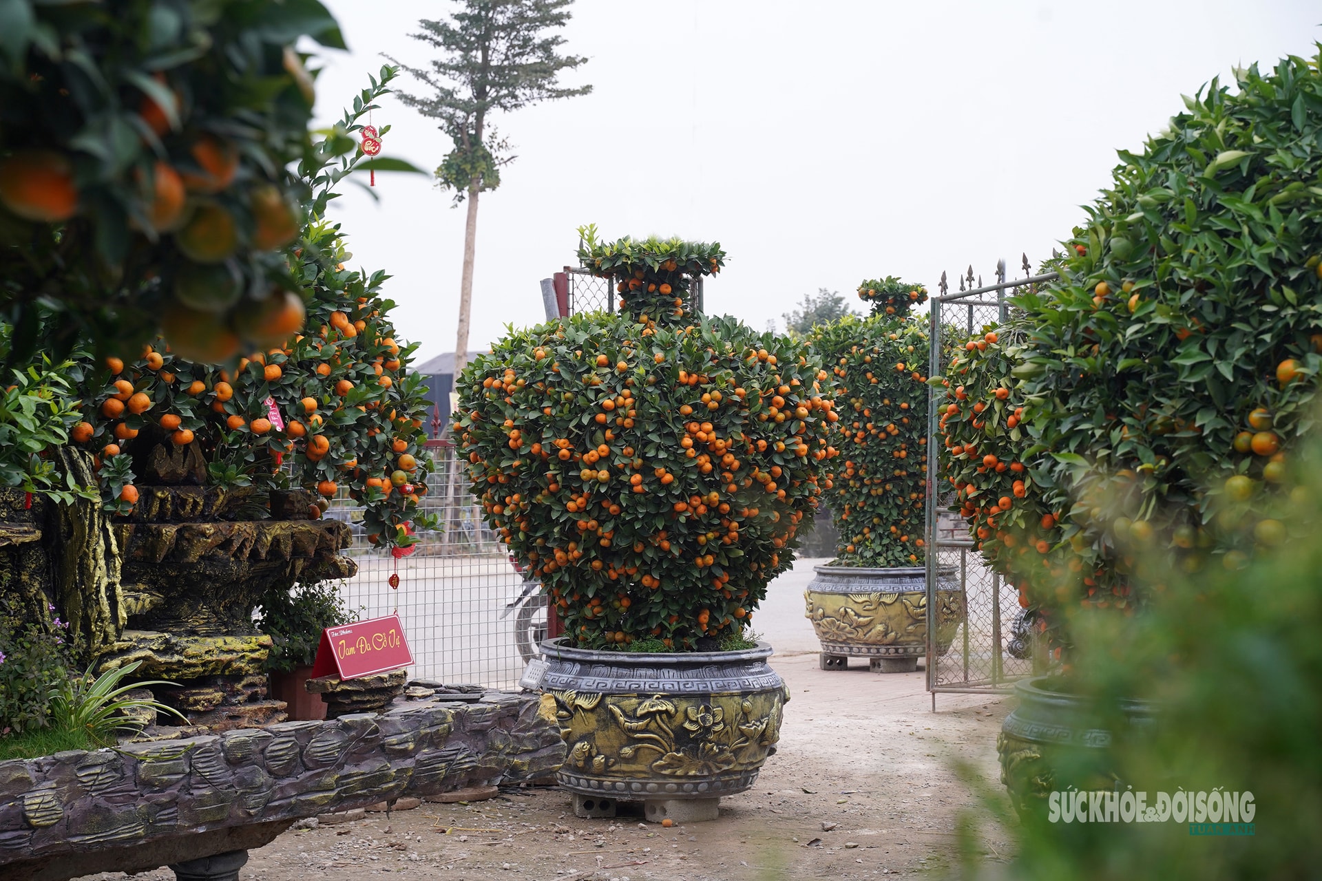 Ngắm 'đàn ngựa' quýt giá chục triệu đồng đón Tết Bính Ngọ- Ảnh 8.