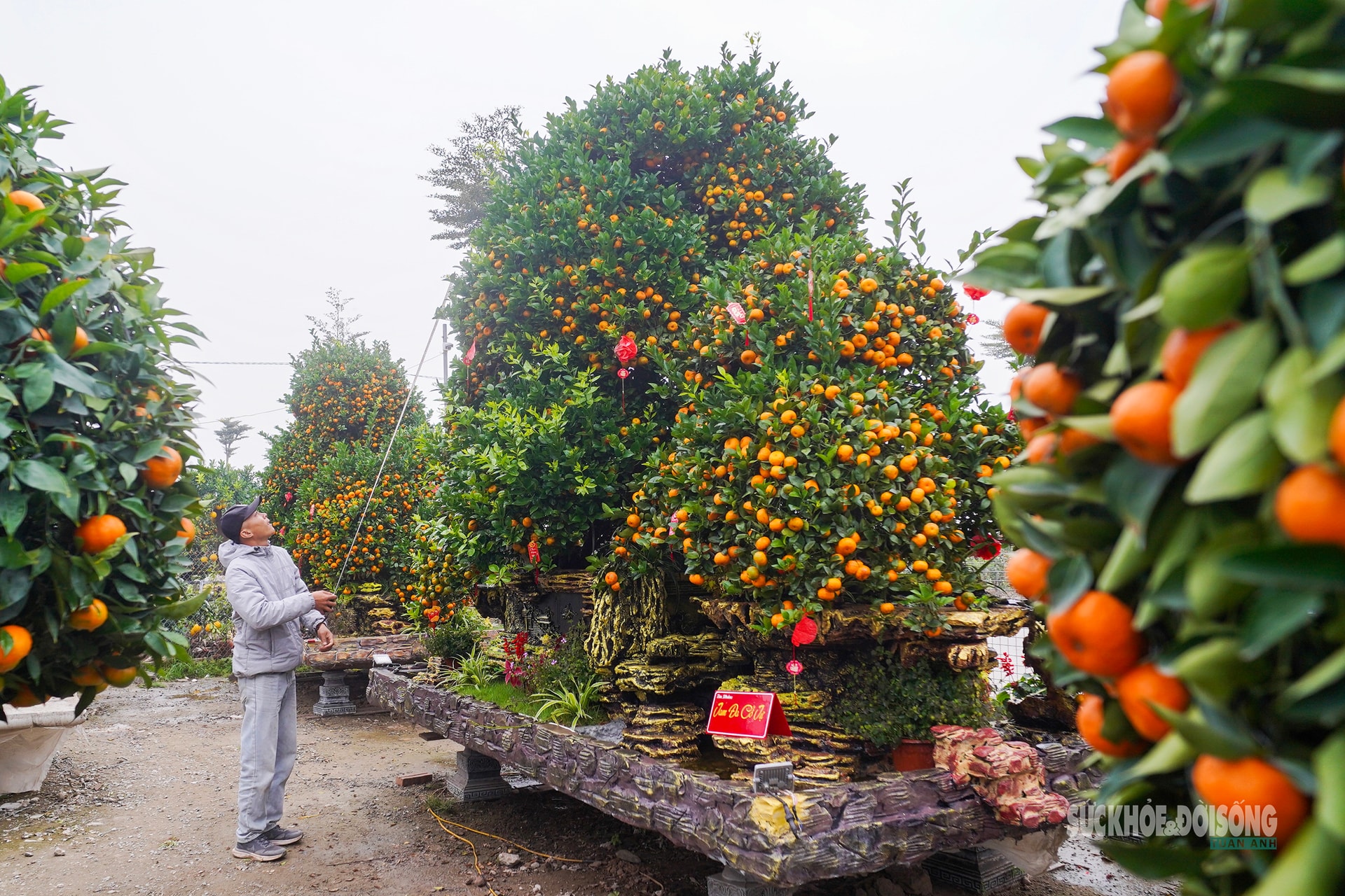 Ngắm 'đàn ngựa' quýt giá chục triệu đồng đón Tết Bính Ngọ- Ảnh 4.