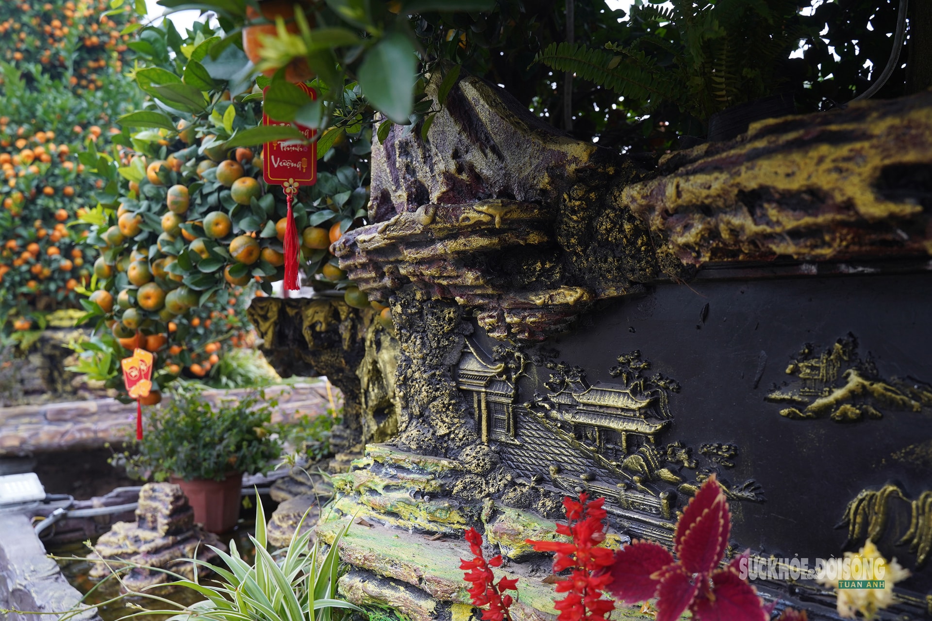 Ngắm 'đàn ngựa' quýt giá chục triệu đồng đón Tết Bính Ngọ- Ảnh 5.