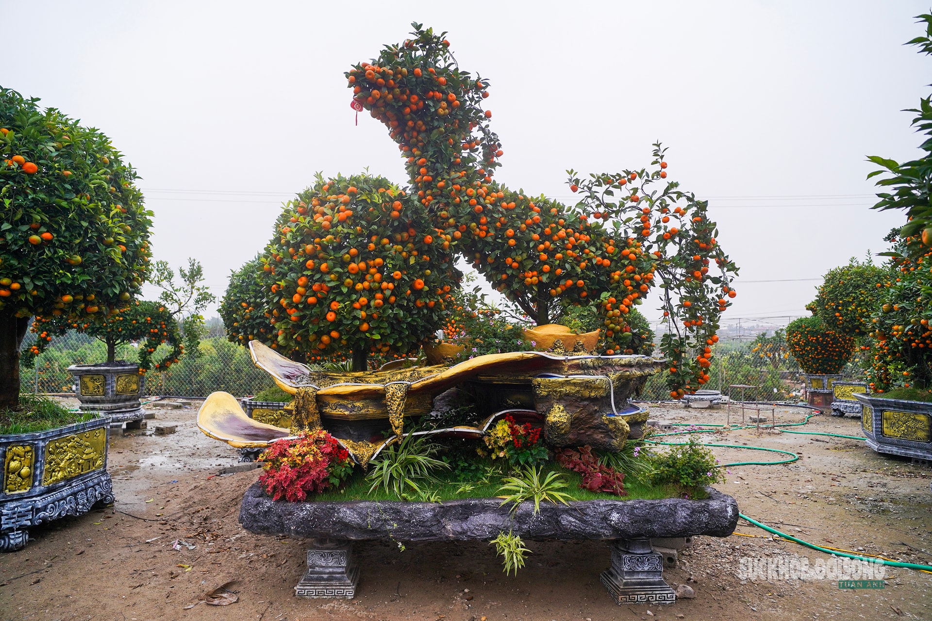 Ngắm 'đàn ngựa' quýt giá chục triệu đồng đón Tết Bính Ngọ- Ảnh 6.