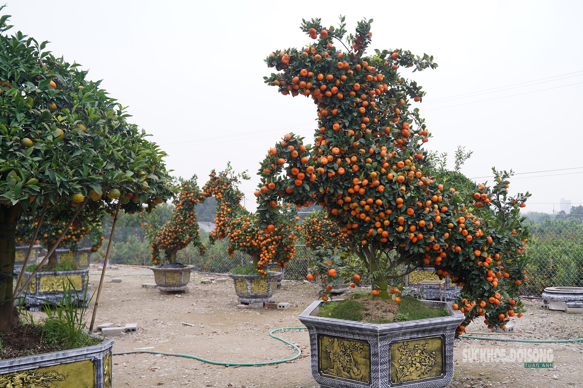 Ngắm 'đàn ngựa' quýt giá chục triệu đồng đón Tết Bính Ngọ- Ảnh 7.