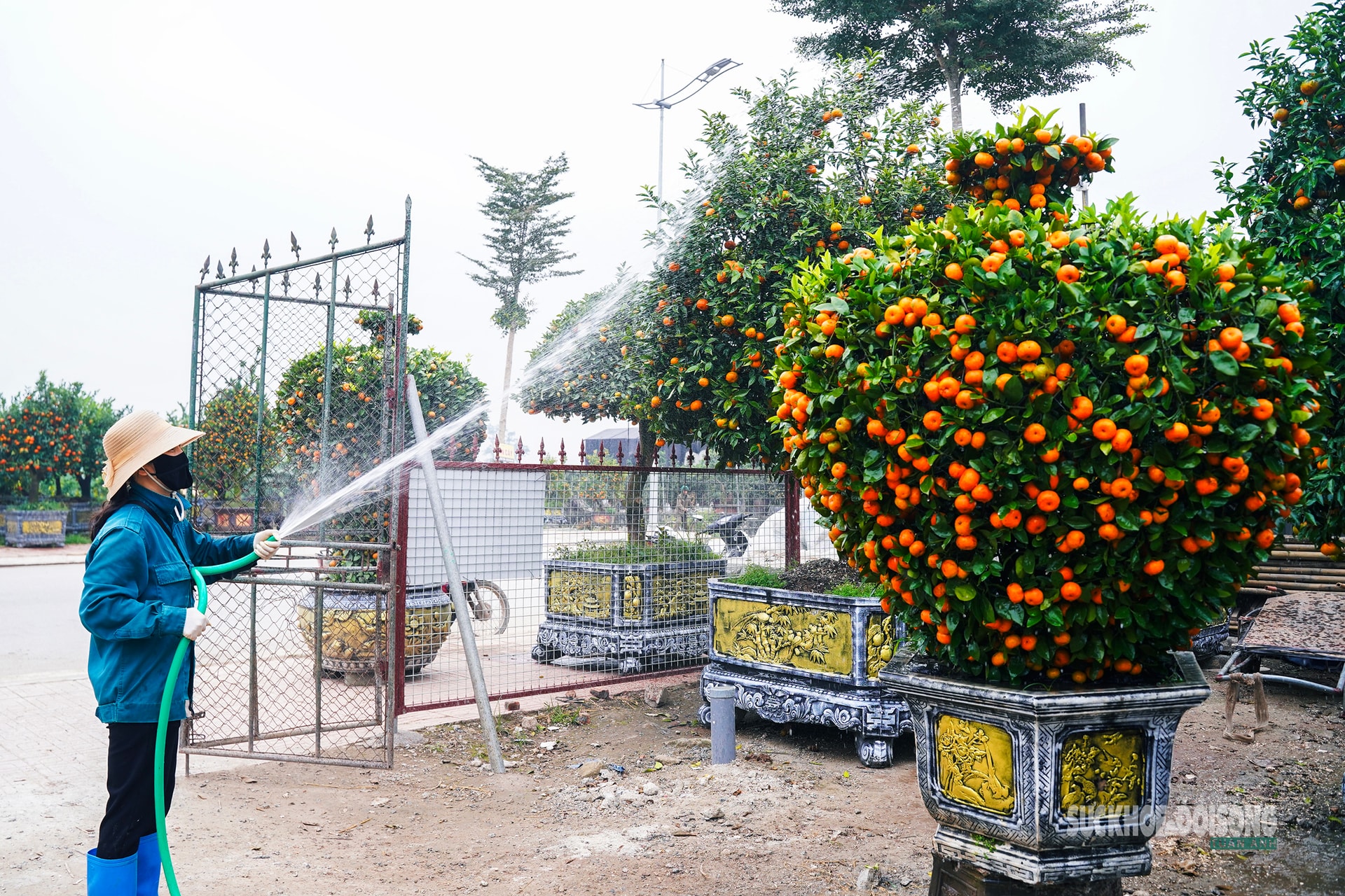 Ngắm 'đàn ngựa' quýt giá chục triệu đồng đón Tết Bính Ngọ- Ảnh 10.