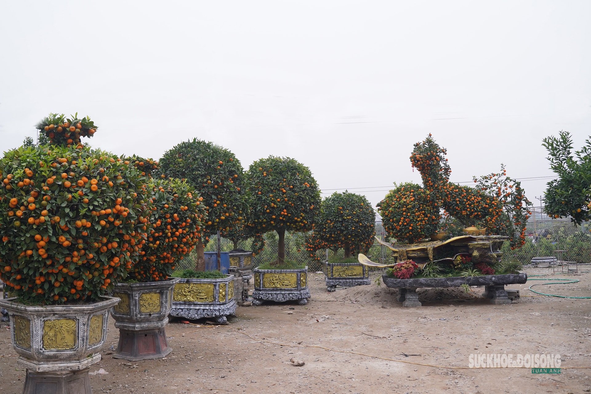 Ngắm 'đàn ngựa' quýt giá chục triệu đồng đón Tết Bính Ngọ- Ảnh 3.