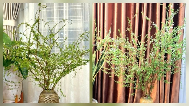 Nguyên nhân hoa tuyết mai 'cháy hàng' từ đầu tháng Chạp- Ảnh 1.