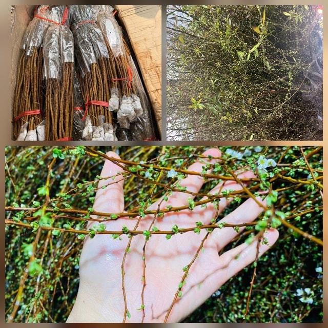 Nguyên nhân hoa tuyết mai 'cháy hàng' từ đầu tháng Chạp- Ảnh 2.