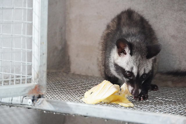 Hàng ngàn cá thể động vật rừng nguy cấp, quý hiếm được gây nuôi tại Quảng Trị- Ảnh 1.