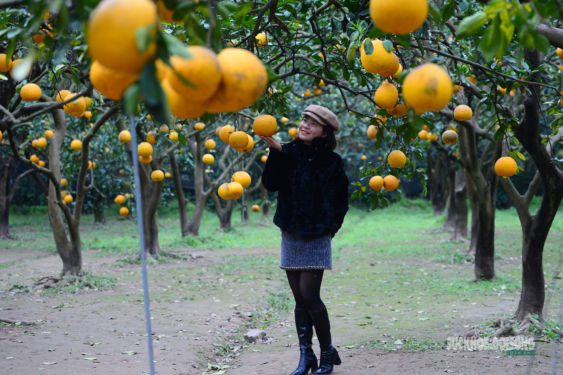 Người Thủ đô rộn ràng vừa mua vừa check-in bưởi Diễn trước thềm Tết Bính Ngọ- Ảnh 4.