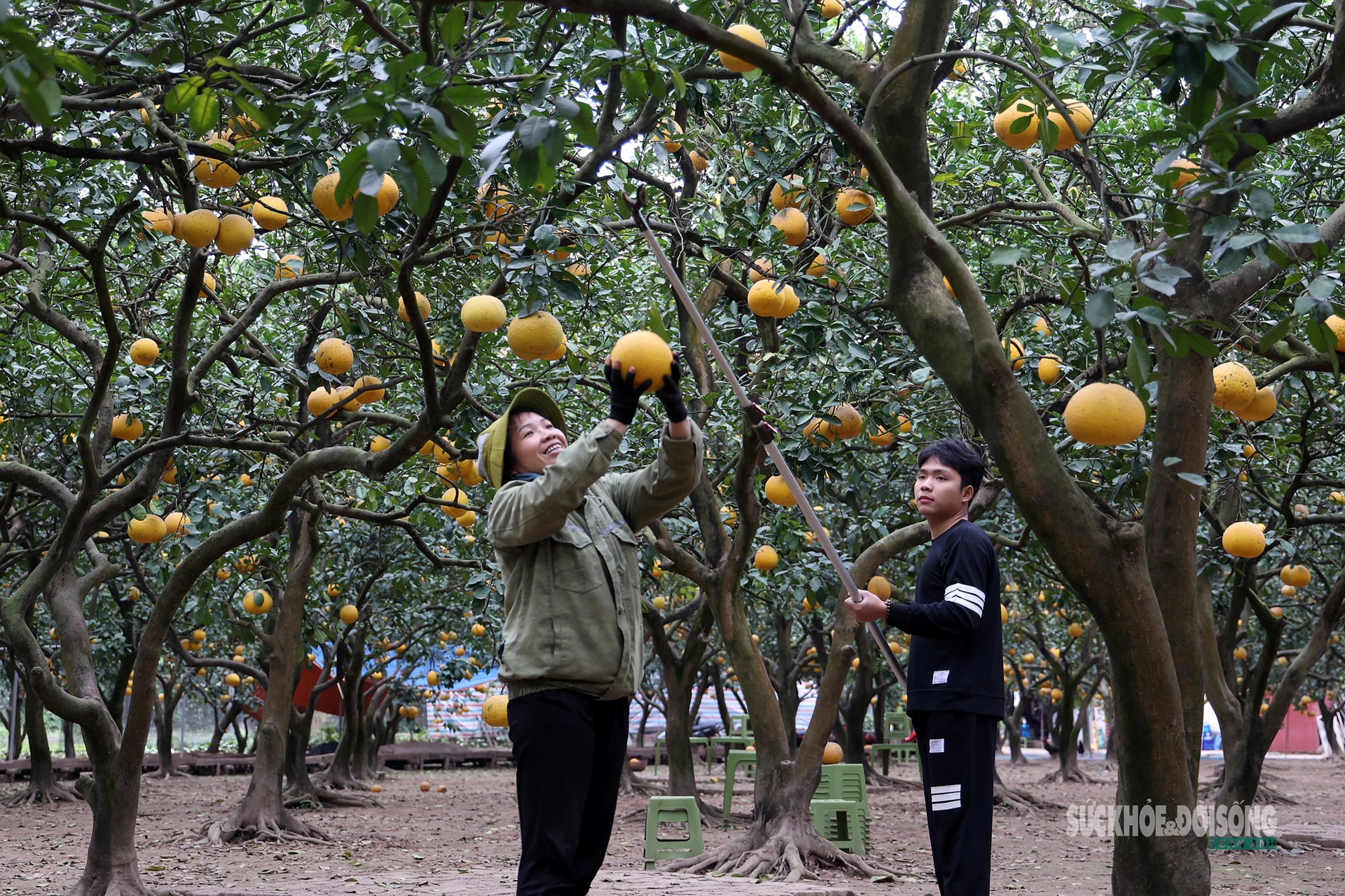 Người Thủ đô rộn ràng vừa mua vừa check-in bưởi Diễn trước thềm Tết Bính Ngọ- Ảnh 1.