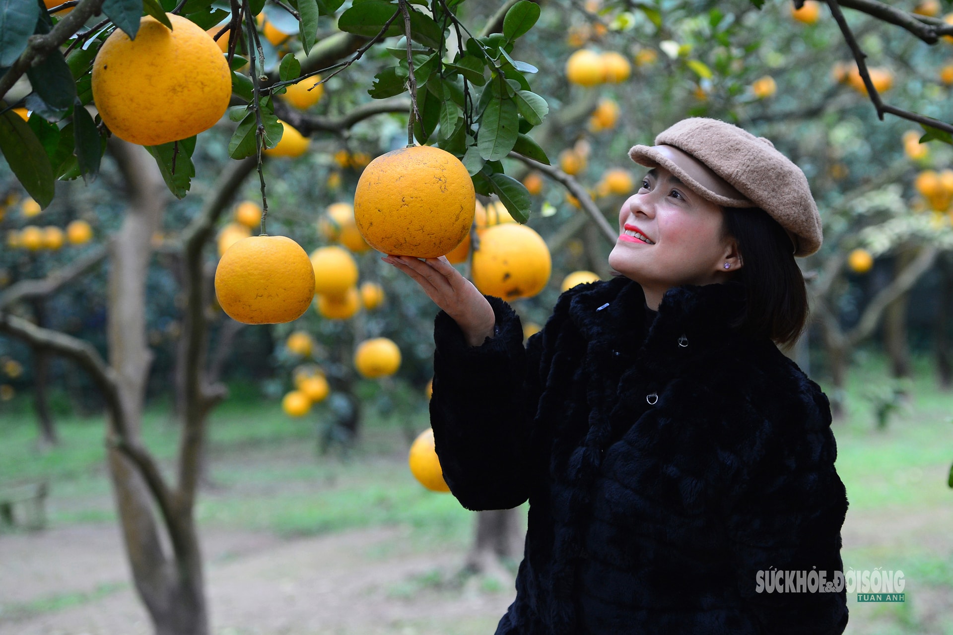 Người Thủ đô rộn ràng vừa mua vừa check-in bưởi Diễn trước thềm Tết Bính Ngọ- Ảnh 5.