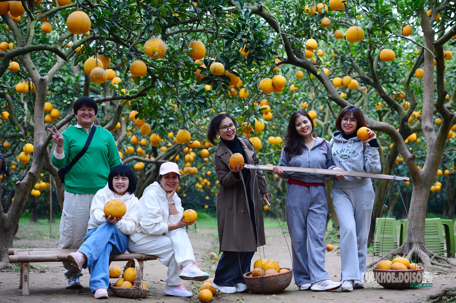 Người Thủ đô rộn ràng vừa mua vừa check-in bưởi Diễn trước thềm Tết Bính Ngọ- Ảnh 3.