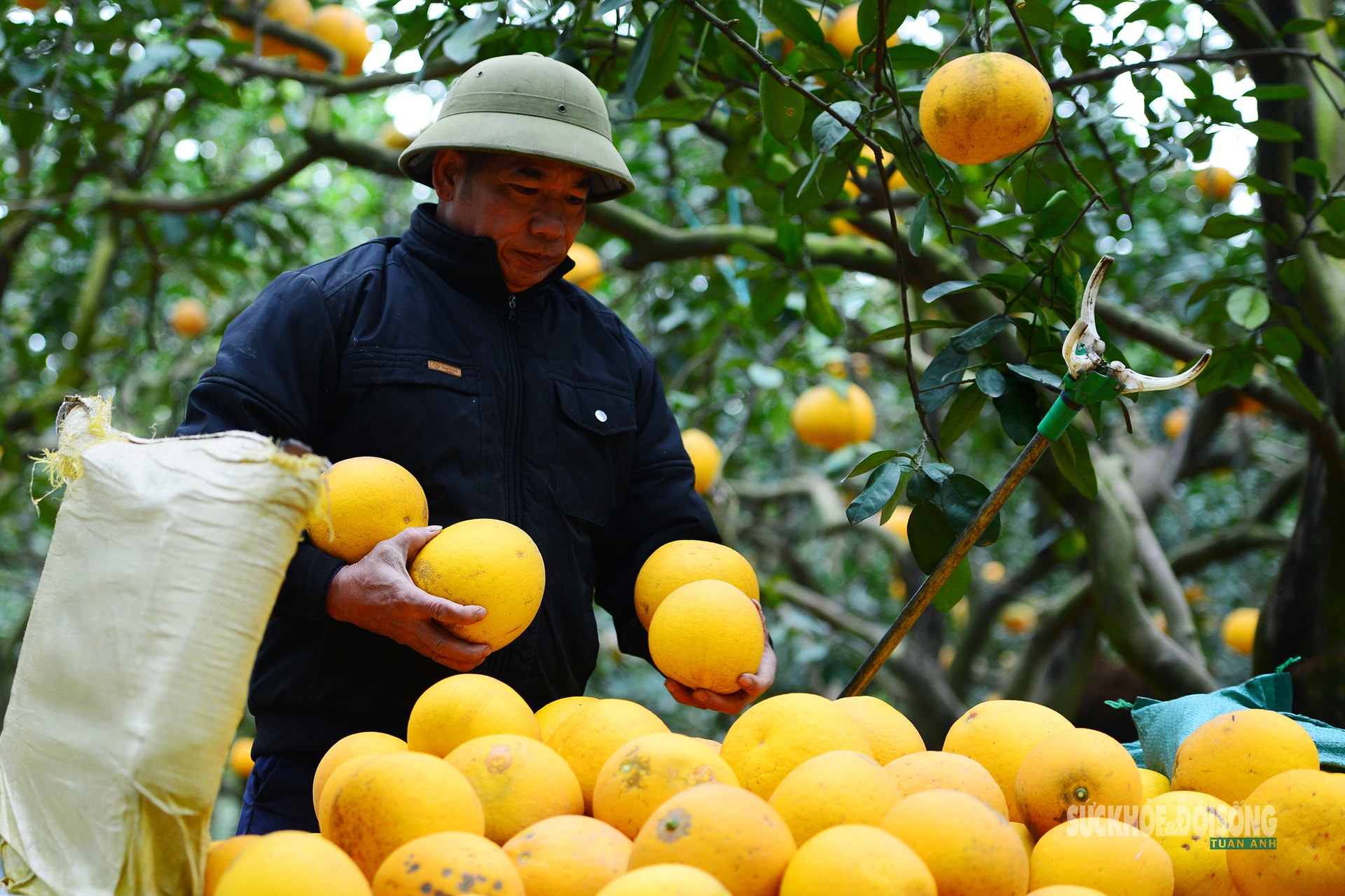 Người Thủ đô rộn ràng vừa mua vừa check-in bưởi Diễn trước thềm Tết Bính Ngọ- Ảnh 13.