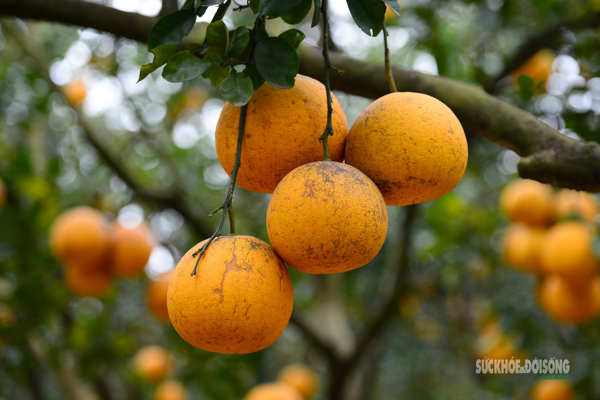 Người Thủ đô rộn ràng vừa mua vừa check-in bưởi Diễn trước thềm Tết Bính Ngọ- Ảnh 6.