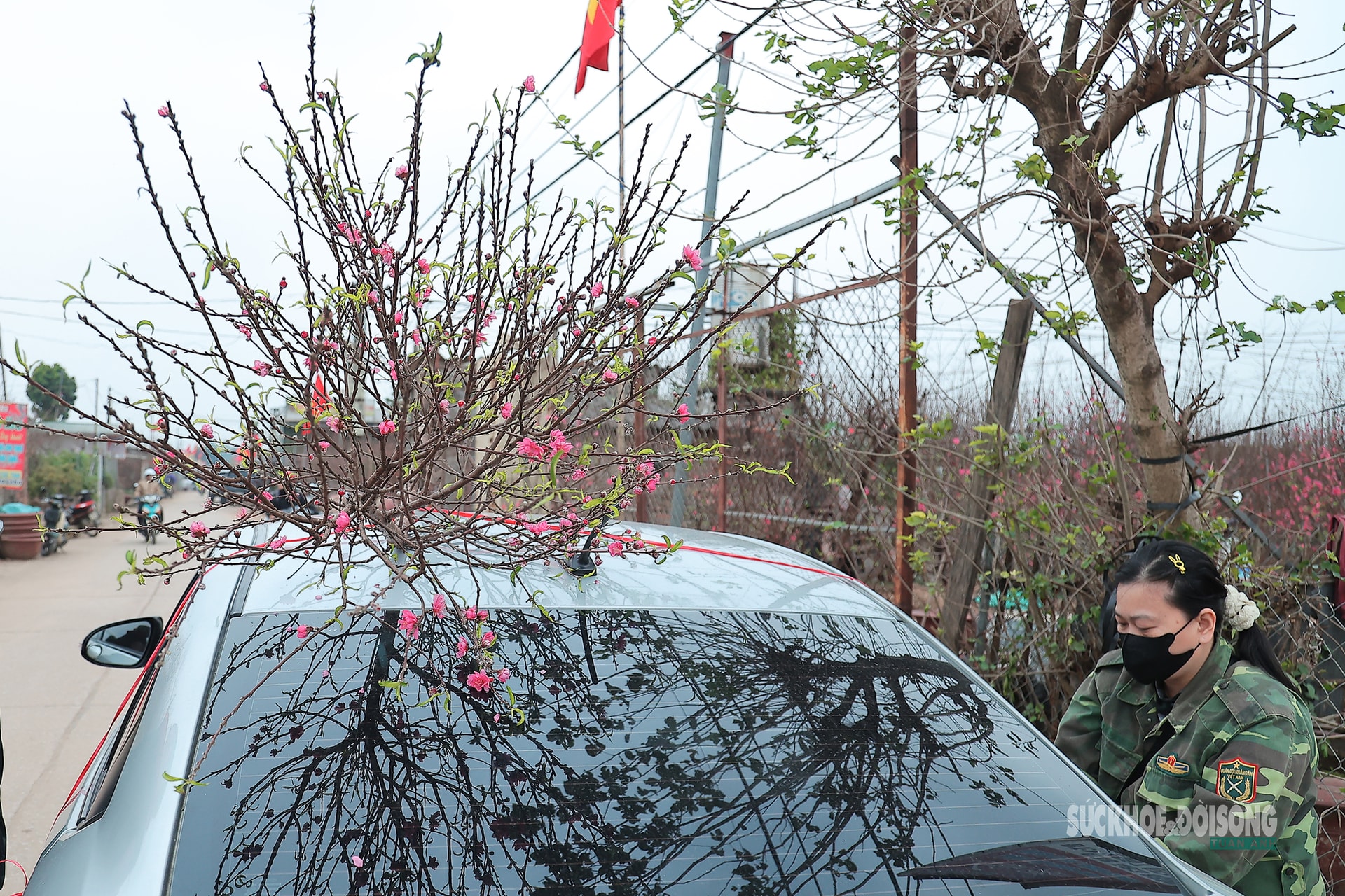 Cận Tết, người Hà Nội rộn ràng đi chọn đào, mua quất- Ảnh 8. Cận Tết, người Hà Nội rộn ràng đi chọn đào, mua quất- Ảnh 8.