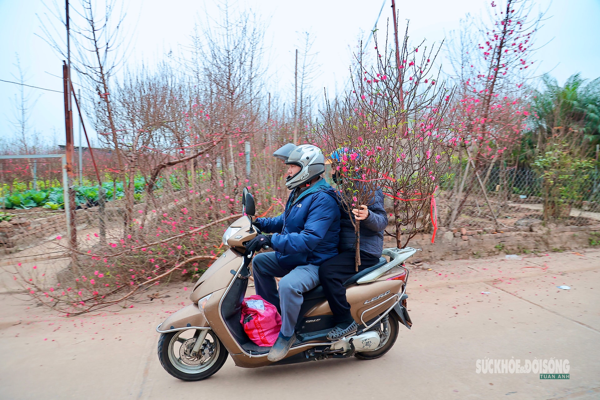Cận Tết, người Hà Nội rộn ràng đi chọn đào, mua quất- Ảnh 9. Cận Tết, người Hà Nội rộn ràng đi chọn đào, mua quất- Ảnh 9.