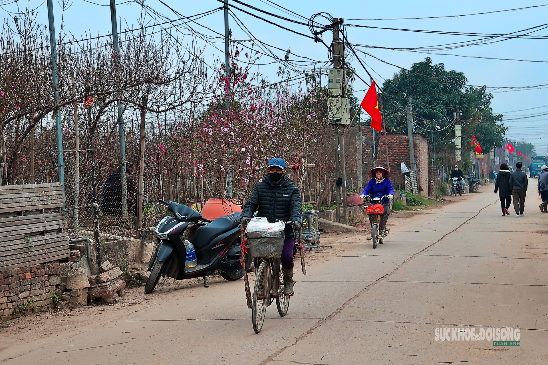 Cận Tết, người Hà Nội rộn ràng đi chọn đào, mua quất- Ảnh 6. Cận Tết, người Hà Nội rộn ràng đi chọn đào, mua quất- Ảnh 6.