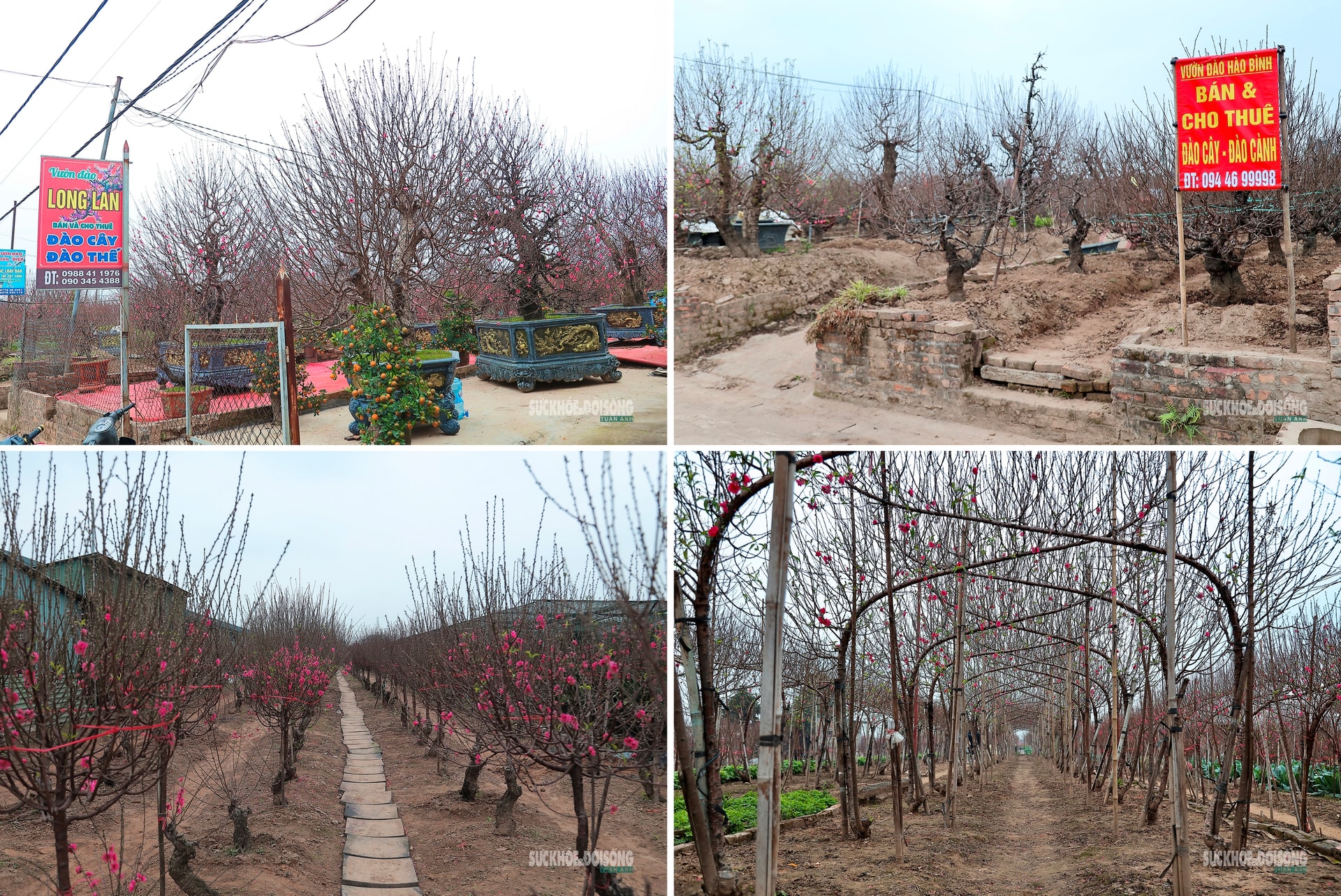 Cận Tết, người Hà Nội rộn ràng đi chọn đào, mua quất- Ảnh 7. Cận Tết, người Hà Nội rộn ràng đi chọn đào, mua quất- Ảnh 7.