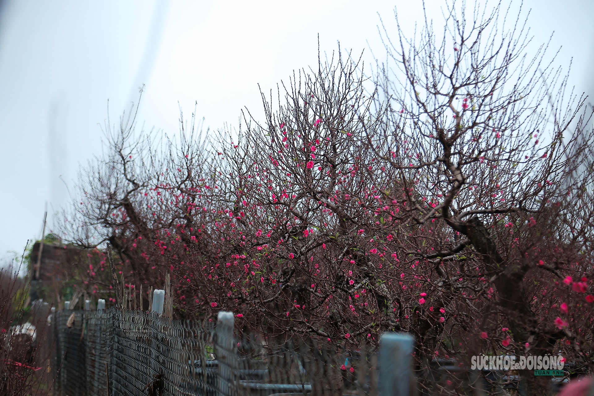 Cận Tết, người Hà Nội rộn ràng đi chọn đào, mua quất- Ảnh 2. Cận Tết, người Hà Nội rộn ràng đi chọn đào, mua quất- Ảnh 2.