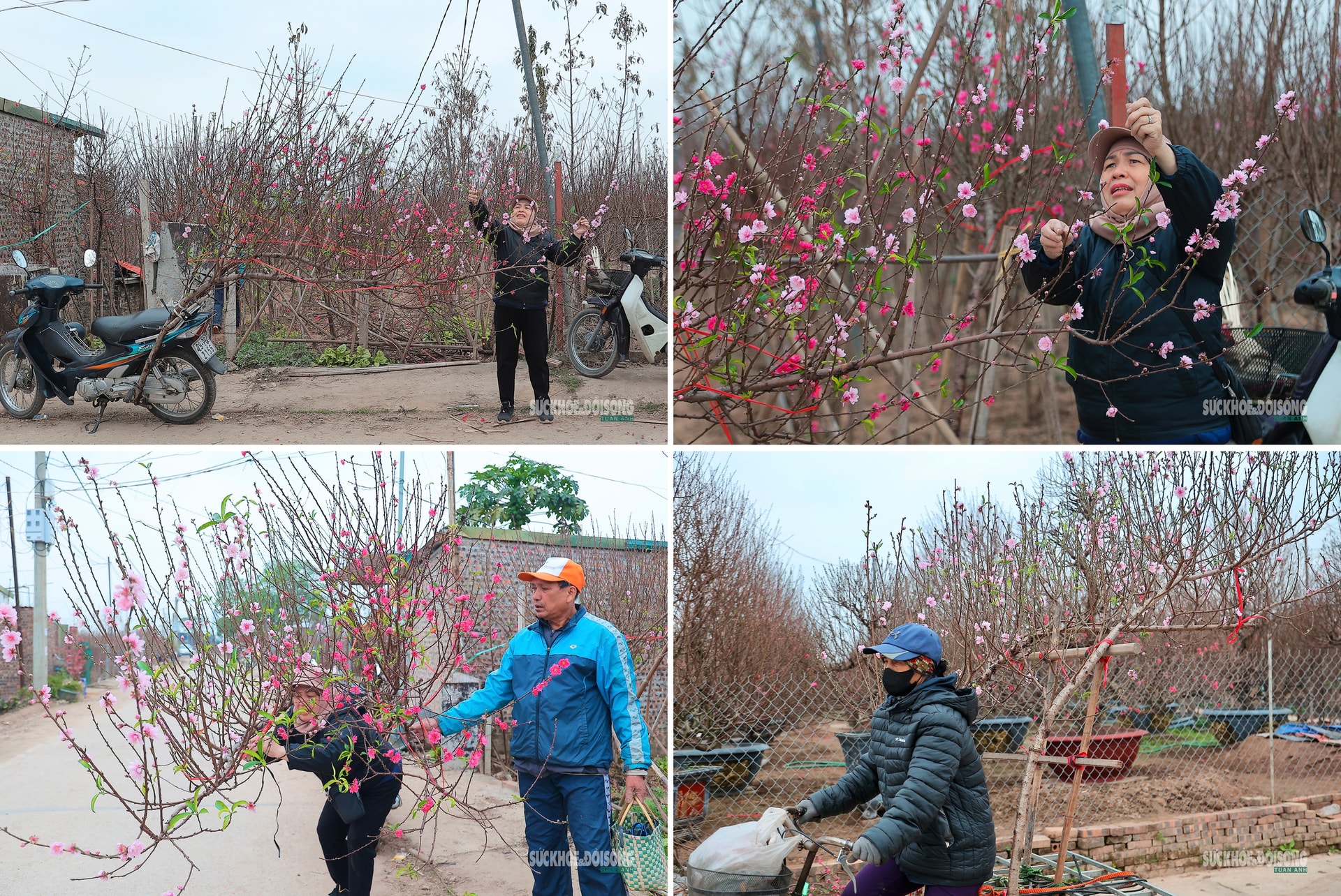 Cận Tết, người Hà Nội rộn ràng đi chọn đào, mua quất- Ảnh 3. Cận Tết, người Hà Nội rộn ràng đi chọn đào, mua quất- Ảnh 3.