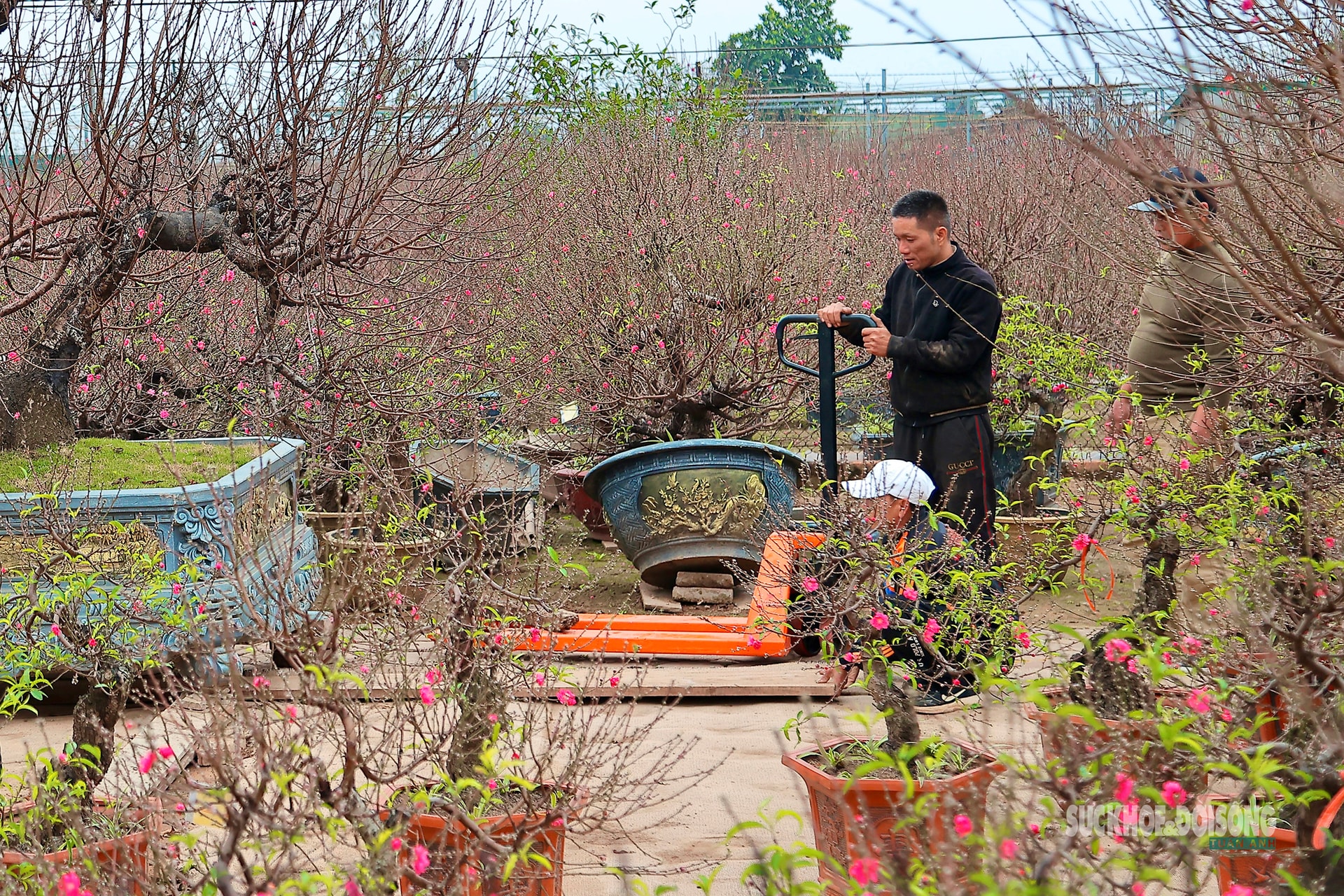 Cận Tết, người Hà Nội rộn ràng đi chọn đào, mua quất- Ảnh 4. Cận Tết, người Hà Nội rộn ràng đi chọn đào, mua quất- Ảnh 4.