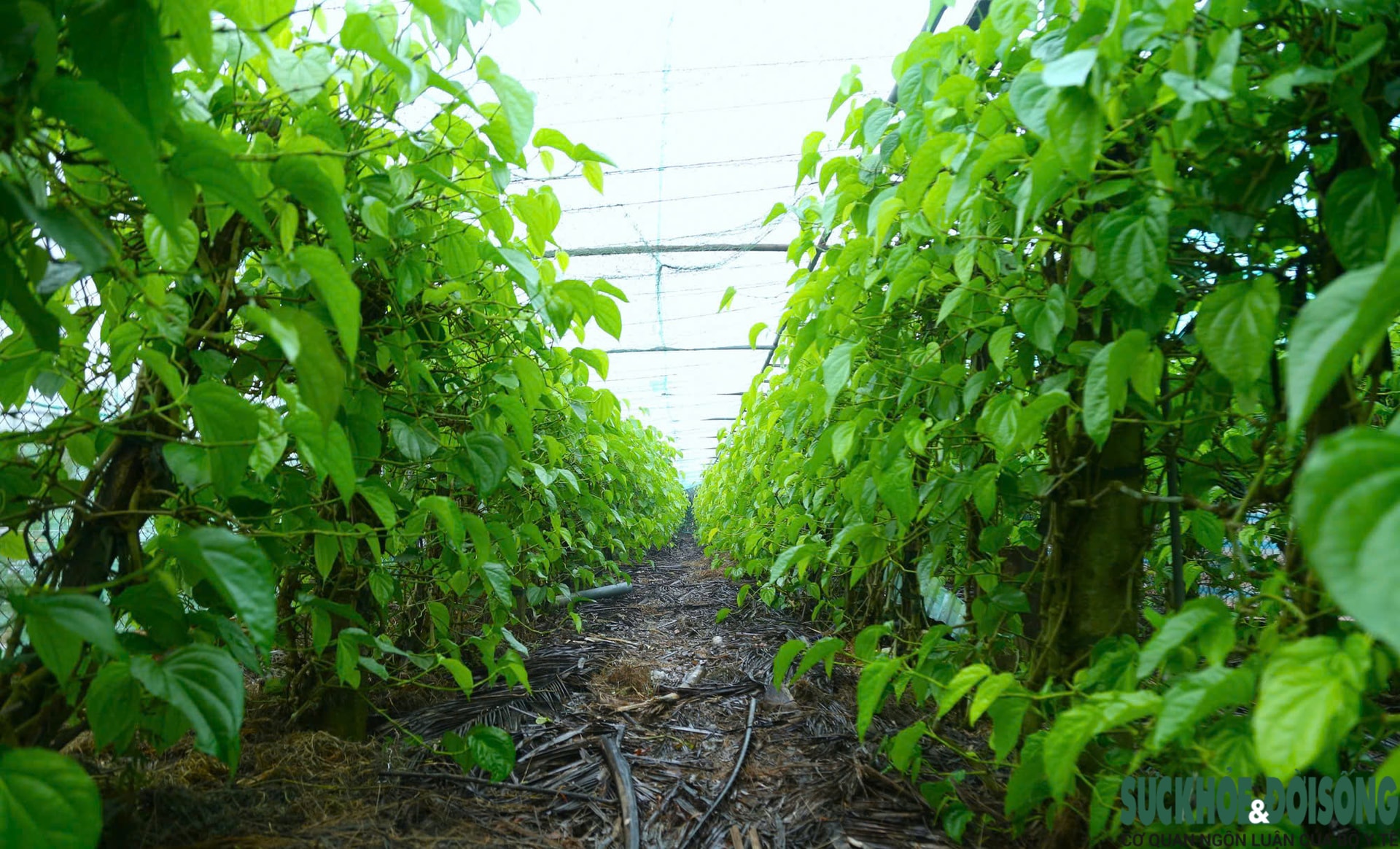 Tết đến, cả làng lại tất bật 'đếm lá tính tiền'- Ảnh 1.