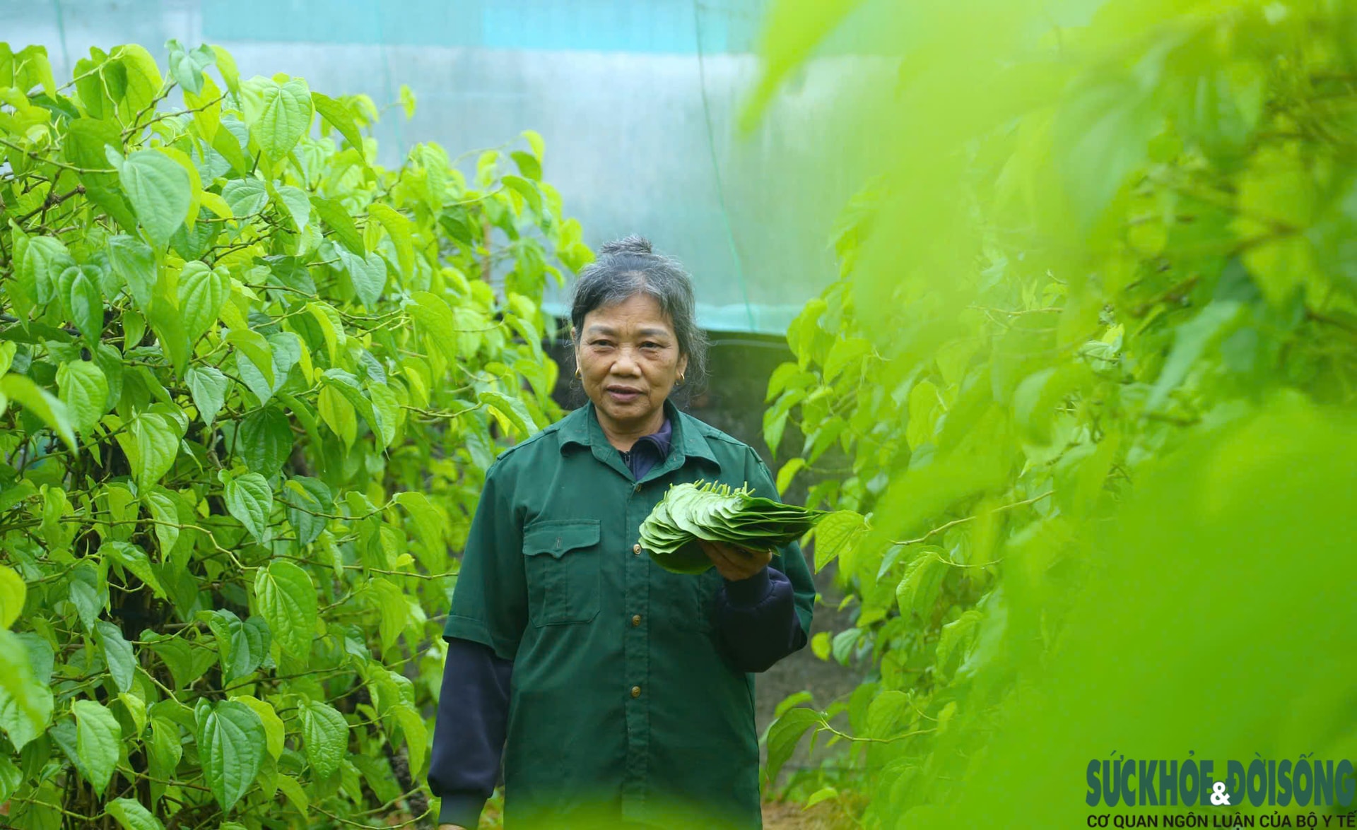 Tết đến, cả làng lại tất bật 'đếm lá tính tiền'- Ảnh 2.