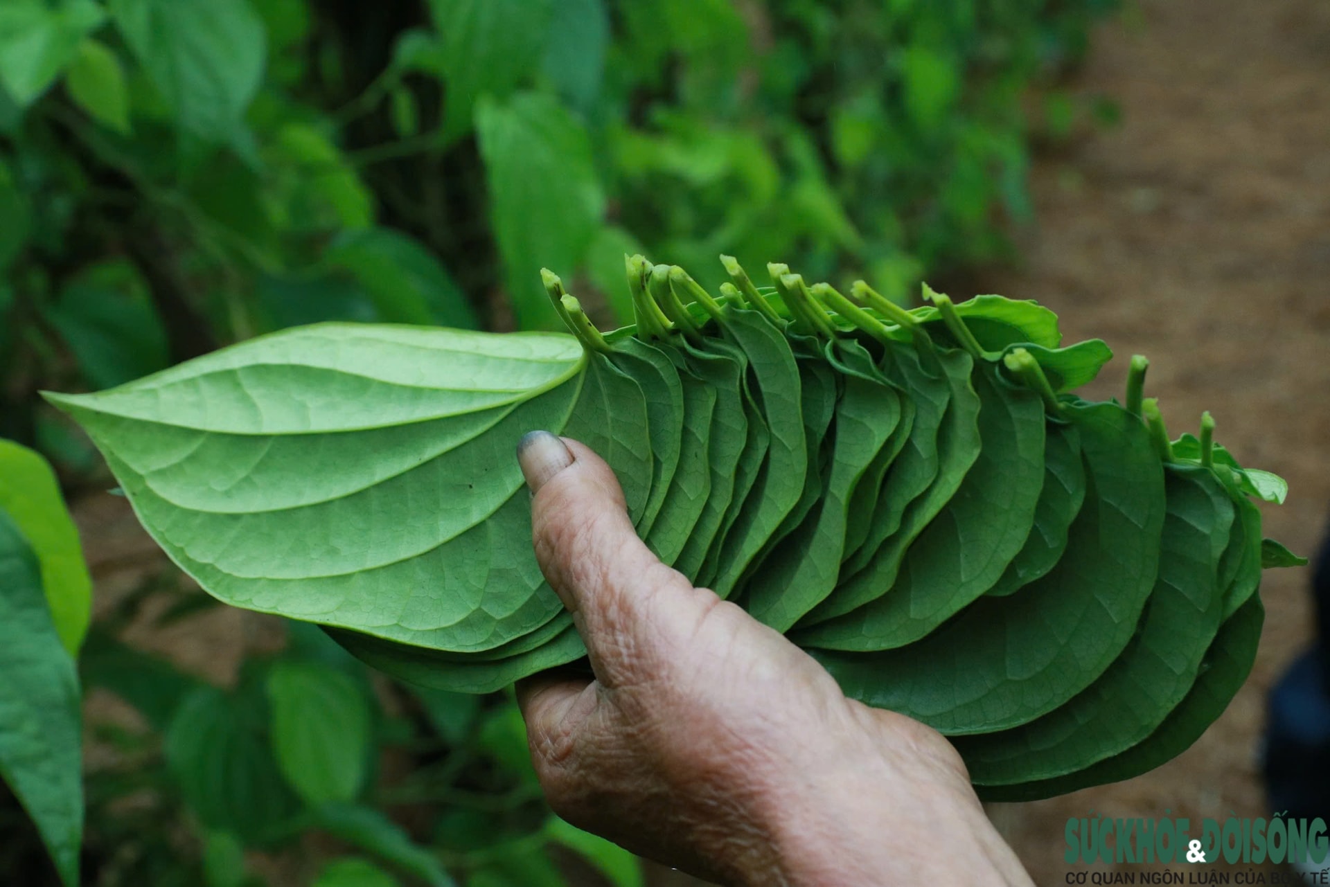 Tết đến, cả làng lại tất bật 'đếm lá tính tiền'- Ảnh 9.