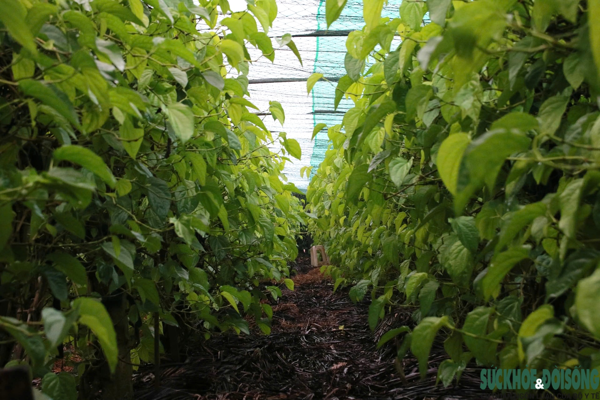 Tết đến, cả làng lại tất bật 'đếm lá tính tiền'- Ảnh 16.