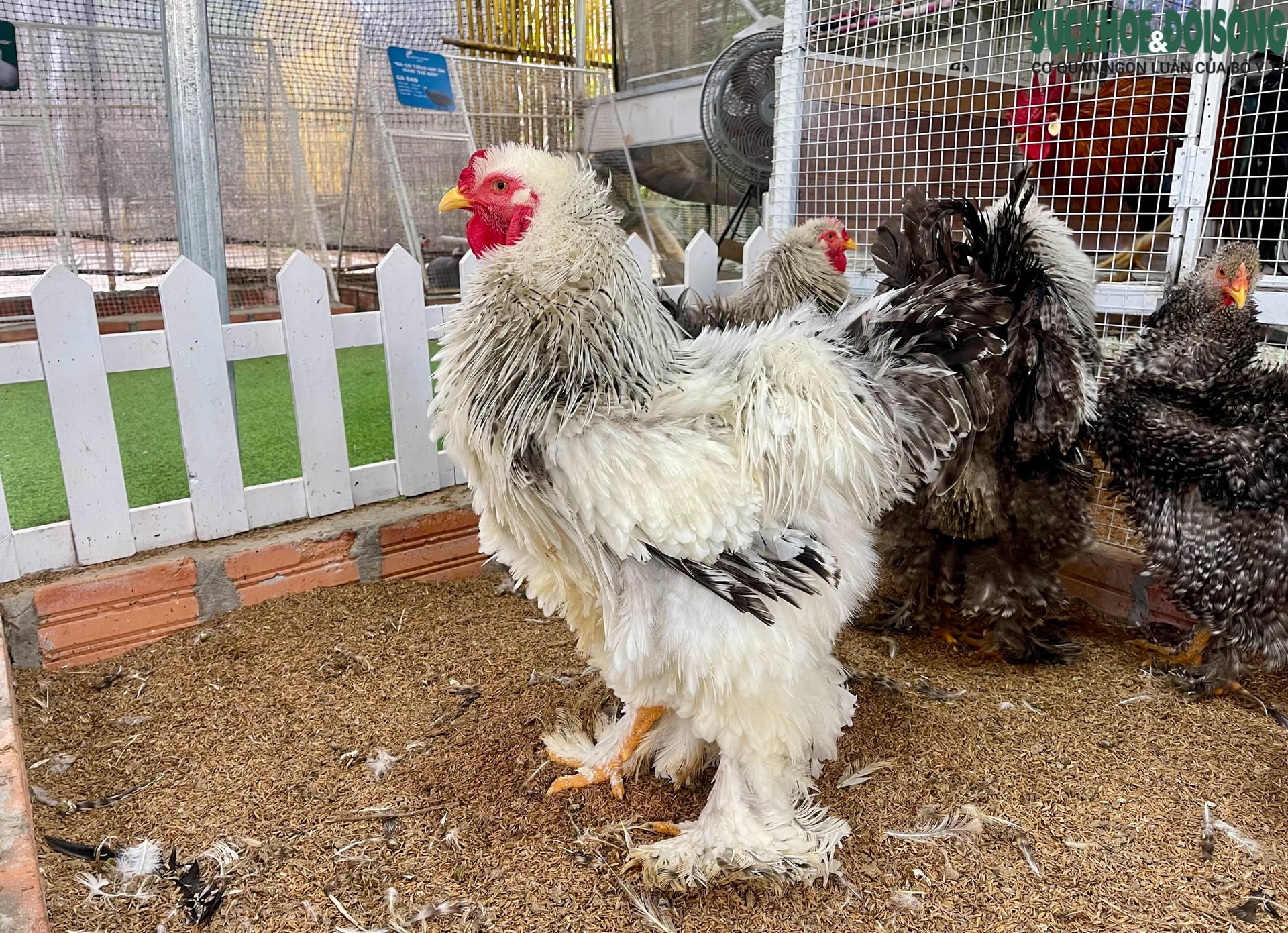 Người đàn ông U60 và bộ sưu tập những giống gà 'nhất thế giới'- Ảnh 3.