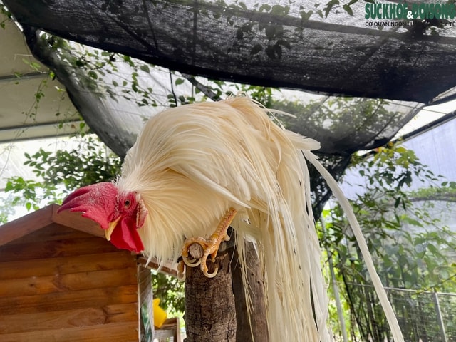 Người đàn ông U60 và bộ sưu tập những giống gà 'nhất thế giới'- Ảnh 7.