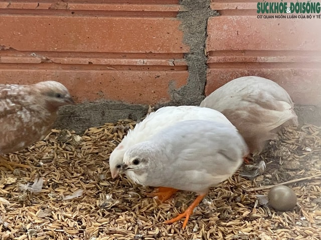 Người đàn ông U60 và bộ sưu tập những giống gà 'nhất thế giới'- Ảnh 9.