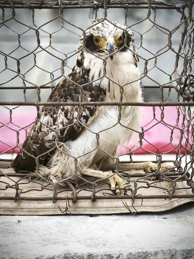 Cận cảnh các loài động vật quý hiếm mới được thả về đại ngàn Quảng Ngãi- Ảnh 1.