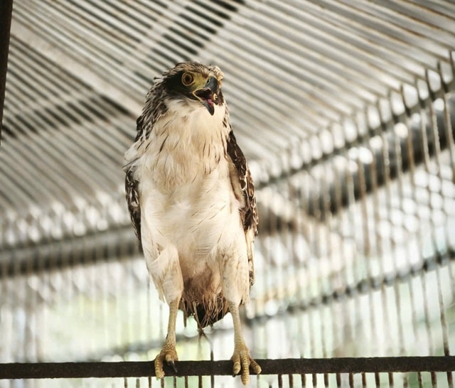 Cận cảnh các loài động vật quý hiếm mới được thả về đại ngàn Quảng Ngãi- Ảnh 2.