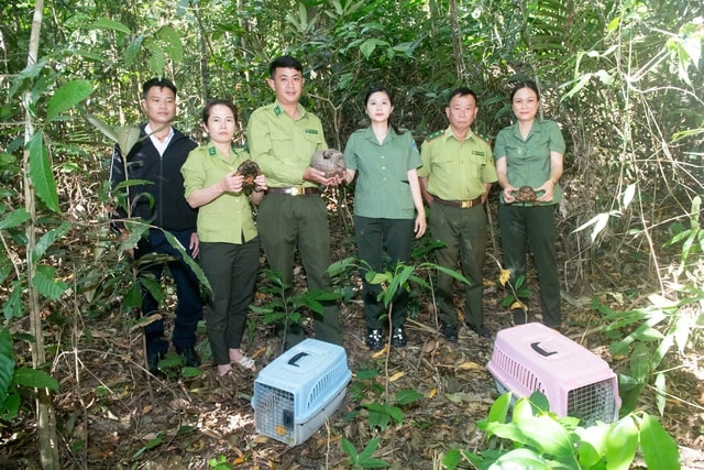 Cận cảnh các loài động vật quý hiếm mới được thả về đại ngàn Quảng Ngãi- Ảnh 3.