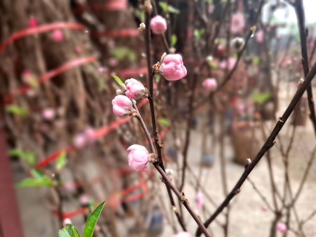 Đào rừng xuống phố, 'lộc núi' tiền triệu hút người chơi Tết- Ảnh 1.