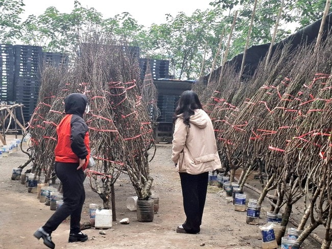 Đào rừng xuống phố, 'lộc núi' tiền triệu hút người chơi Tết- Ảnh 2.