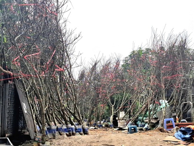 Đào rừng xuống phố, 'lộc núi' tiền triệu hút người chơi Tết- Ảnh 4.