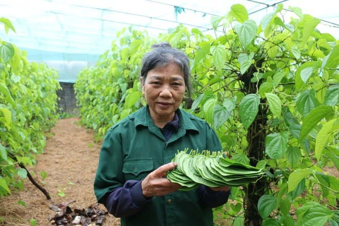 Tết đến, cả làng lại tất bật 'đếm lá tính tiền'- Ảnh 10.