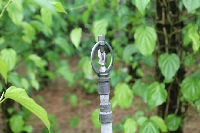 Tết đến, cả làng lại tất bật 'đếm lá tính tiền'- Ảnh 13.